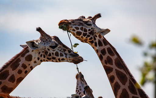 Herd of giraffes from Chrome web store to be run with OffiDocs Chromium online Herd of giraffes from Chrome web store to be run with OffiDocs Chromium online