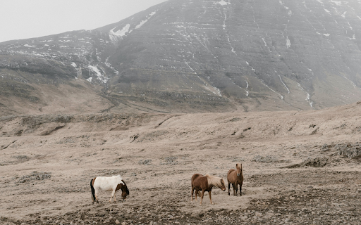 Herd of horses on rocky mountains from Chrome web store to be run with OffiDocs Chromium online Herd of horses on rocky mountains from Chrome web store to be run with OffiDocs Chromium online
