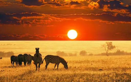 Herd of Zebras: Striped Beauties of the Savannah from Chrome web store to be run with OffiDocs Chromium online Herd of Zebras: Striped Beauties of the Savannah from Chrome web store to be run with OffiDocs Chromium online