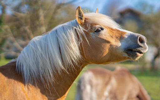 Horses cry from Chrome web store to be run with OffiDocs Chromium online Horses cry from Chrome web store to be run with OffiDocs Chromium online