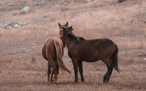 Horses in Harmony from Chrome web store to be run with OffiDocs Chromium online Horses in Harmony from Chrome web store to be run with OffiDocs Chromium online
