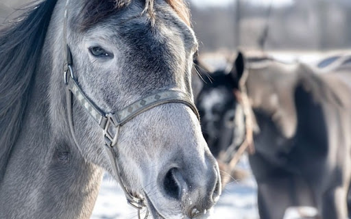 HORSES Theme from Chrome web store to be run with OffiDocs Chromium online HORSES Theme from Chrome web store to be run with OffiDocs Chromium online