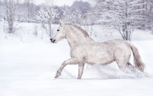 Horses walking on snow from Chrome web store to be run with OffiDocs Chromium online Horses walking on snow from Chrome web store to be run with OffiDocs Chromium online