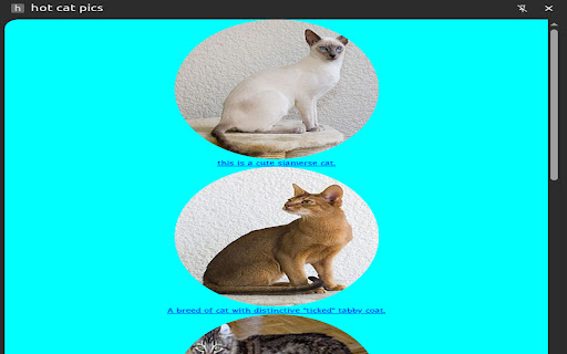 hot cat pics from Chrome web store to be run with OffiDocs Chromium online hot cat pics from Chrome web store to be run with OffiDocs Chromium online