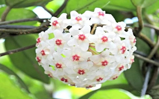 Hoya carnosa orchids wallpapers from Chrome web store to be run with OffiDocs Chromium online Hoya carnosa orchids wallpapers from Chrome web store to be run with OffiDocs Chromium online
