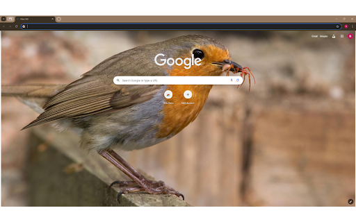 Hungry Erithacus rubecula bird eating insect in nature from Chrome web store to be run with OffiDocs Chromium online Hungry Erithacus rubecula bird eating insect in nature from Chrome web store to be run with OffiDocs Chromium online