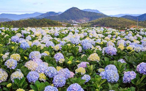 Hydrangea field wallpaper from Chrome web store to be run with OffiDocs Chromium online Hydrangea field wallpaper from Chrome web store to be run with OffiDocs Chromium online
