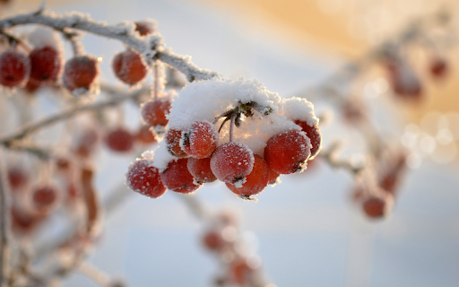 icy fruit from Chrome web store to be run with OffiDocs Chromium online icy fruit from Chrome web store to be run with OffiDocs Chromium online