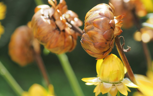 immortal flowers from Chrome web store to be run with OffiDocs Chromium online immortal flowers from Chrome web store to be run with OffiDocs Chromium online