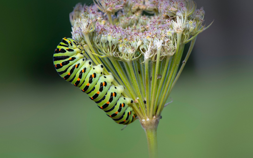 Inchworm on a flower branch from Chrome web store to be run with OffiDocs Chromium online Inchworm on a flower branch from Chrome web store to be run with OffiDocs Chromium online