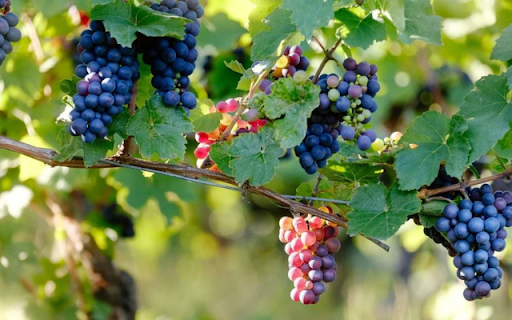 Introduction to Ninh Thuan Vineyards Near Nha Trang from Chrome web store to be run with OffiDocs Chromium online Introduction to Ninh Thuan Vineyards Near Nha Trang from Chrome web store to be run with OffiDocs Chromium online