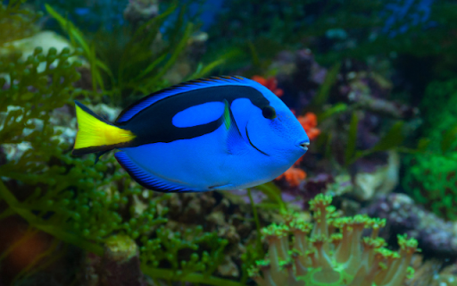 Introduction to the Theme: Green Wrasse from Chrome web store to be run with OffiDocs Chromium online Introduction to the Theme: Green Wrasse from Chrome web store to be run with OffiDocs Chromium online