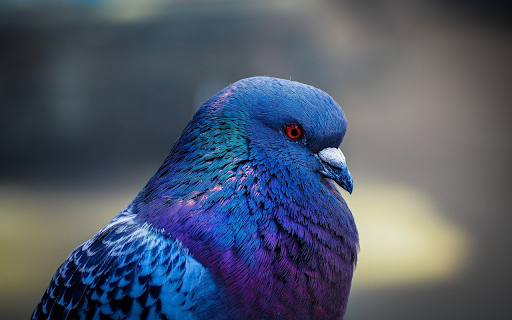 Iridescent Pigeon Portrait from Chrome web store to be run with OffiDocs Chromium online Iridescent Pigeon Portrait from Chrome web store to be run with OffiDocs Chromium online