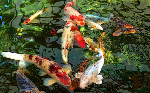 Japanese Koi Fish Pond from Chrome web store to be run with OffiDocs Chromium online Japanese Koi Fish Pond from Chrome web store to be run with OffiDocs Chromium online