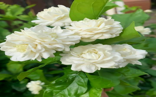 Jasmine Cluster Wallpaper from Chrome web store to be run with OffiDocs Chromium online Jasmine Cluster Wallpaper from Chrome web store to be run with OffiDocs Chromium online