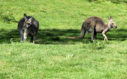Kangaroos on the Grass from Chrome web store to be run with OffiDocs Chromium online Kangaroos on the Grass from Chrome web store to be run with OffiDocs Chromium online