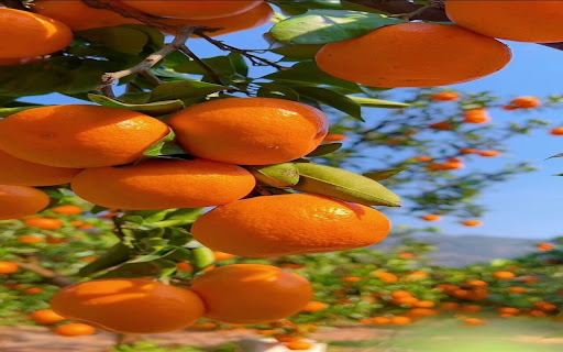 kumquat wallpaper from Chrome web store to be run with OffiDocs Chromium online kumquat wallpaper from Chrome web store to be run with OffiDocs Chromium online