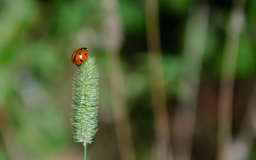 Ladybug on Grass Flower from Chrome web store to be run with OffiDocs Chromium online Ladybug on Grass Flower from Chrome web store to be run with OffiDocs Chromium online