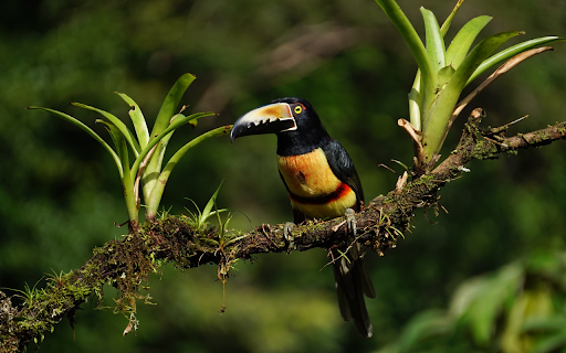 Large billed forest bird from Chrome web store to be run with OffiDocs Chromium online Large billed forest bird from Chrome web store to be run with OffiDocs Chromium online