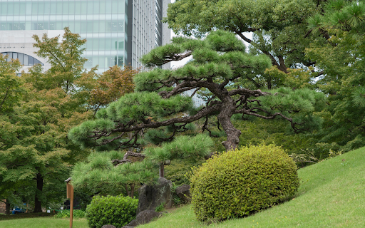 Lawn and trees from Chrome web store to be run with OffiDocs Chromium online Lawn and trees from Chrome web store to be run with OffiDocs Chromium online