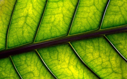 LEAF 2 Theme from Chrome web store to be run with OffiDocs Chromium online LEAF 2 Theme from Chrome web store to be run with OffiDocs Chromium online