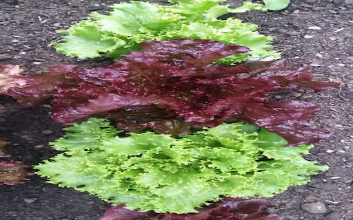 lettuce wallpaper from Chrome web store to be run with OffiDocs Chromium online lettuce wallpaper from Chrome web store to be run with OffiDocs Chromium online