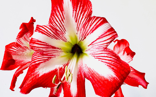 Lilies in Bloom from Chrome web store to be run with OffiDocs Chromium online Lilies in Bloom from Chrome web store to be run with OffiDocs Chromium online