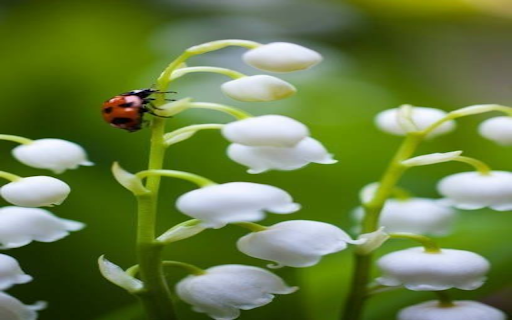 lily of the valley and orange beetle wallpaper from Chrome web store to be run with OffiDocs Chromium online lily of the valley and orange beetle wallpaper from Chrome web store to be run with OffiDocs Chromium online