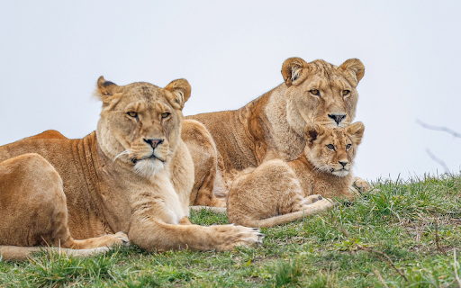 Lion Cub Family from Chrome web store to be run with OffiDocs Chromium online Lion Cub Family from Chrome web store to be run with OffiDocs Chromium online