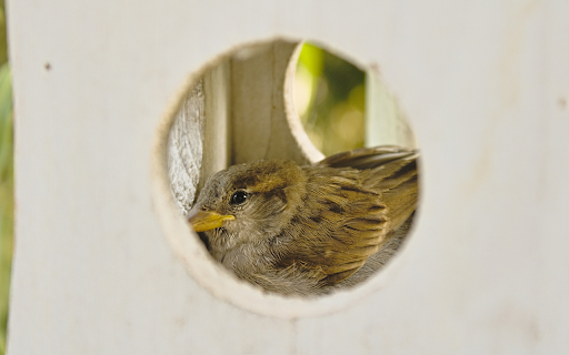 Little bird and beautiful nest from Chrome web store to be run with OffiDocs Chromium online Little bird and beautiful nest from Chrome web store to be run with OffiDocs Chromium online