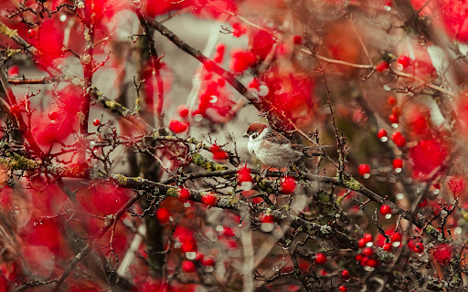 Little bird on the red tree from Chrome web store to be run with OffiDocs Chromium online Little bird on the red tree from Chrome web store to be run with OffiDocs Chromium online