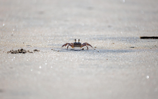 Little crab crawling on the sand from Chrome web store to be run with OffiDocs Chromium online Little crab crawling on the sand from Chrome web store to be run with OffiDocs Chromium online