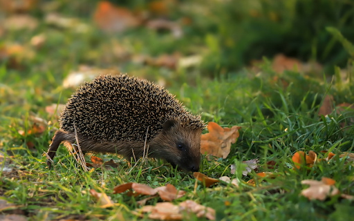 Little hedgehog from Chrome web store to be run with OffiDocs Chromium online Little hedgehog from Chrome web store to be run with OffiDocs Chromium online
