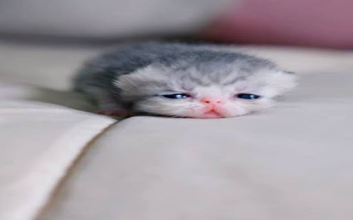 little kitten wallpaper from Chrome web store to be run with OffiDocs Chromium online little kitten wallpaper from Chrome web store to be run with OffiDocs Chromium online