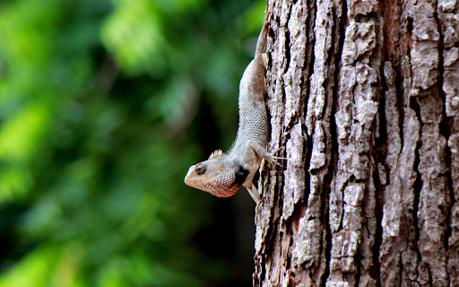 Little Lizard Climbing Tree from Chrome web store to be run with OffiDocs Chromium online Little Lizard Climbing Tree from Chrome web store to be run with OffiDocs Chromium online