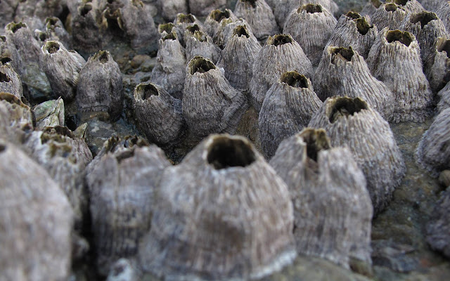 Living on the Coast from Chrome web store to be run with OffiDocs Chromium online Living on the Coast from Chrome web store to be run with OffiDocs Chromium online