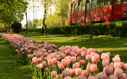 Long flower bed on the side of the road from Chrome web store to be run with OffiDocs Chromium online Long flower bed on the side of the road from Chrome web store to be run with OffiDocs Chromium online