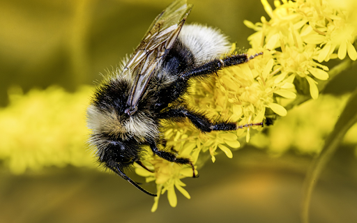 Long haired bee from Chrome web store to be run with OffiDocs Chromium online Long haired bee from Chrome web store to be run with OffiDocs Chromium online