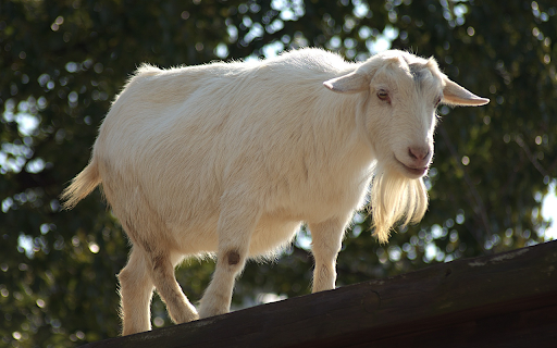 Long haired goat from Chrome web store to be run with OffiDocs Chromium online Long haired goat from Chrome web store to be run with OffiDocs Chromium online