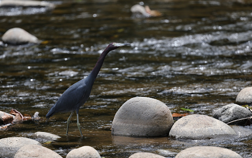 Long necked bird on the bank of a stream from Chrome web store to be run with OffiDocs Chromium online Long necked bird on the bank of a stream from Chrome web store to be run with OffiDocs Chromium online
