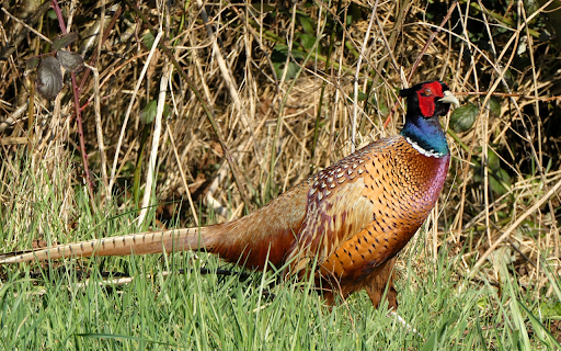 Long tailed Pheasant from Chrome web store to be run with OffiDocs Chromium online Long tailed Pheasant from Chrome web store to be run with OffiDocs Chromium online