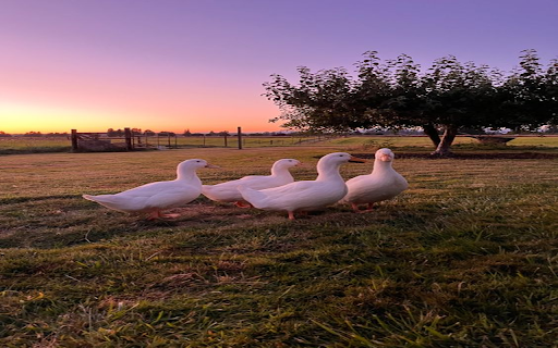 Lovely duck on the prairie wallpaper from Chrome web store to be run with OffiDocs Chromium online Lovely duck on the prairie wallpaper from Chrome web store to be run with OffiDocs Chromium online