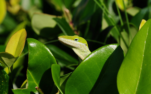 Lovely green lizard from Chrome web store to be run with OffiDocs Chromium online Lovely green lizard from Chrome web store to be run with OffiDocs Chromium online