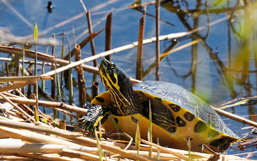 Lovely Turtle from Chrome web store to be run with OffiDocs Chromium online Lovely Turtle from Chrome web store to be run with OffiDocs Chromium online