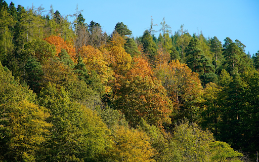 Lush green forest from Chrome web store to be run with OffiDocs Chromium online Lush green forest from Chrome web store to be run with OffiDocs Chromium online