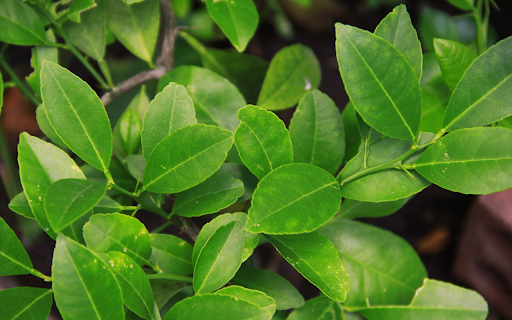 Lush lemon tree from Chrome web store to be run with OffiDocs Chromium online Lush lemon tree from Chrome web store to be run with OffiDocs Chromium online