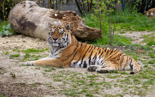 Lying Tiger from Chrome web store to be run with OffiDocs Chromium online Lying Tiger from Chrome web store to be run with OffiDocs Chromium online