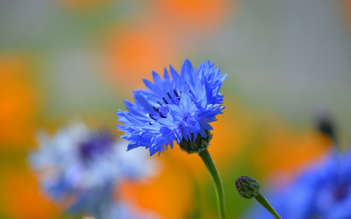 Magical blue flower from Chrome web store to be run with OffiDocs Chromium online Magical blue flower from Chrome web store to be run with OffiDocs Chromium online