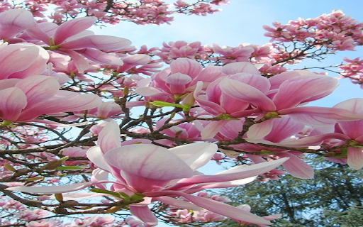 magnolia wallpaper from Chrome web store to be run with OffiDocs Chromium online magnolia wallpaper from Chrome web store to be run with OffiDocs Chromium online