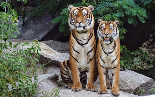 Majestic tigers sitting side by side on a rock from Chrome web store to be run with OffiDocs Chromium online Majestic tigers sitting side by side on a rock from Chrome web store to be run with OffiDocs Chromium online